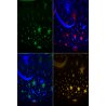 Naktinė lempa - projektorius "Žvaigždės naktyje"
