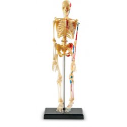 Mokomasis skeletas