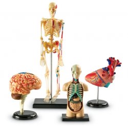 Žmogaus anatomijos rinkinys